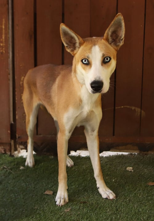 HANNAH - Husky / Basenji available for adoption