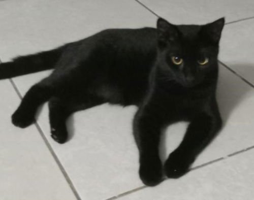 NELSON - Domestic Short Hair available for adoption