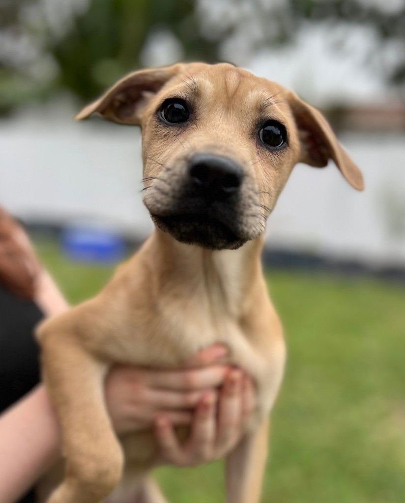 MOPSEY - Pointer / Boxer available for adoption