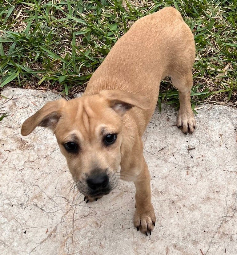 MOPSEY - Pointer / Boxer available for adoption