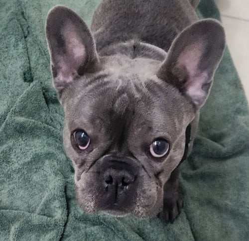 DARBY - French Bulldog / French Bulldog available for adoption
