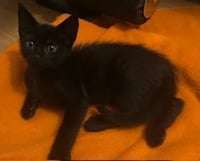 Ace - PSP Foster Home - Photo 1