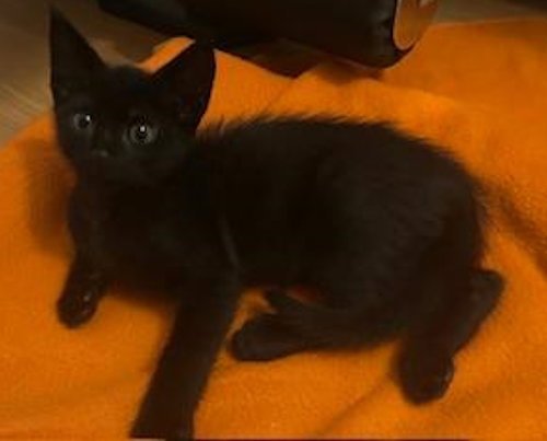 ACE - PSP FOSTER HOME - Domestic Short Hair available for adoption