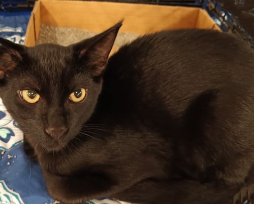 ACE - PSP FOSTER HOME - Domestic Short Hair available for adoption