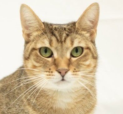JOLENE - Tabby available for adoption