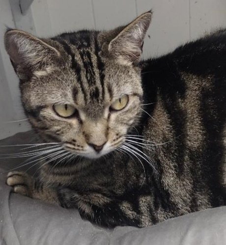 JULIE - CAT ROOM - Domestic Short Hair available for adoption