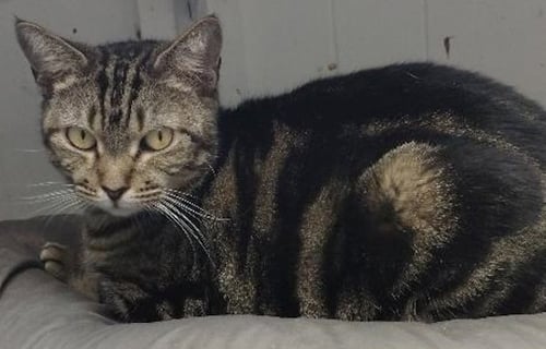 JULIE - CAT ROOM - Domestic Short Hair available for adoption