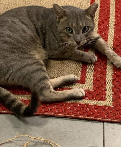 CAYDEN - PETSMART PLANTATION FOSTER HOME - Domestic Short Hair available for adoption