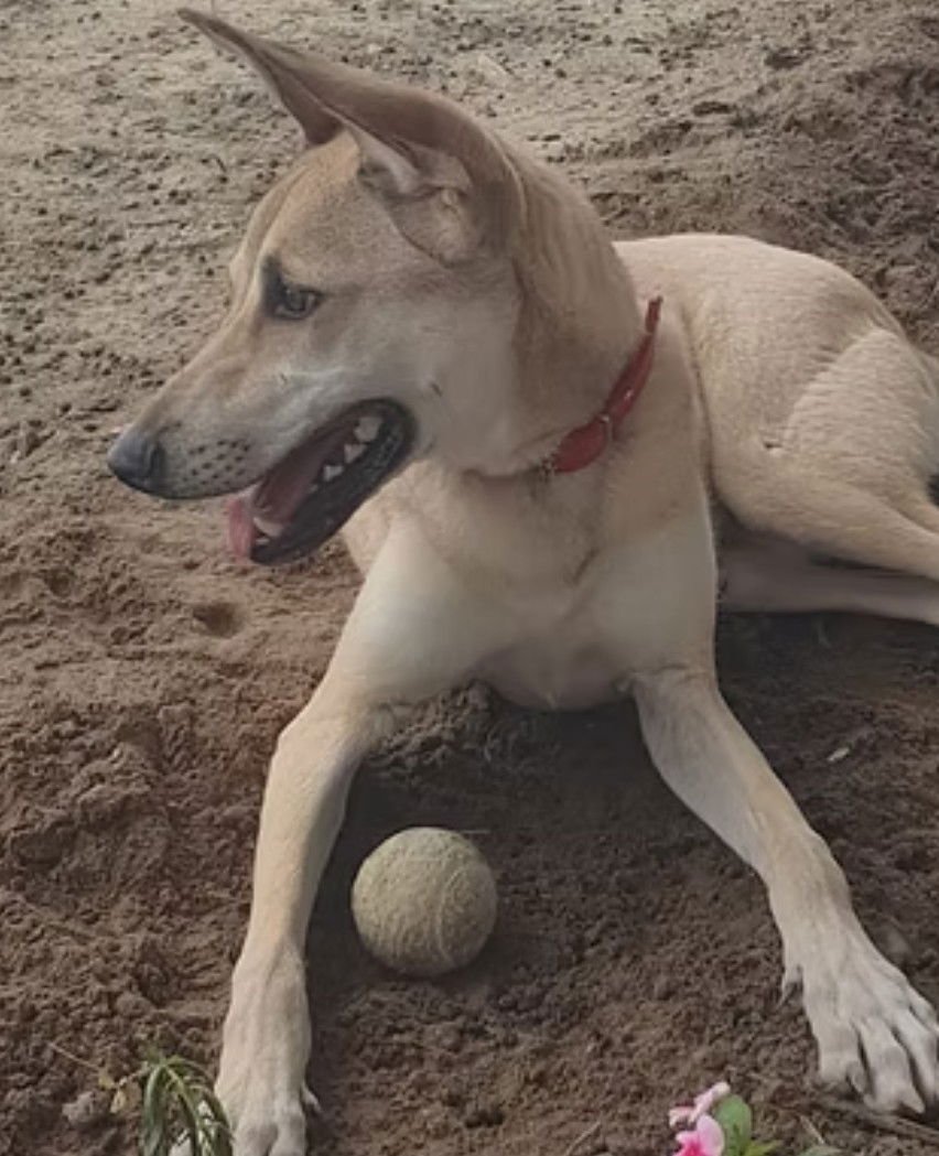 LEO - Greyhound / Shepherd available for adoption