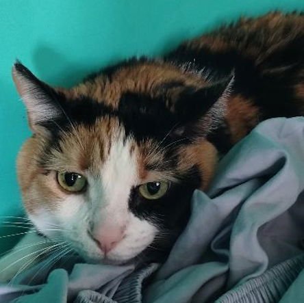 COOKIE - Domestic Short Hair available for adoption