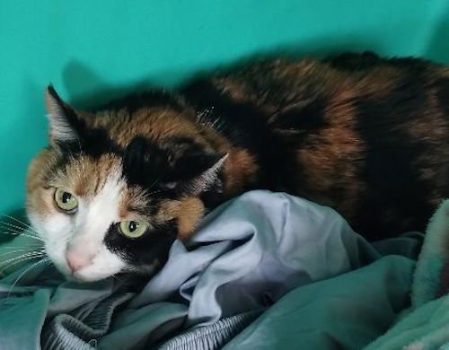 COOKIE - Domestic Short Hair available for adoption