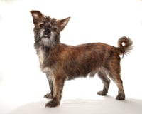 Tyson - Photo 3