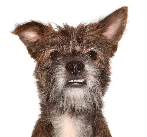TYSON - Schnauzer / Terrier available for adoption