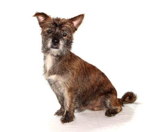 TYSON - Schnauzer / Terrier available for adoption