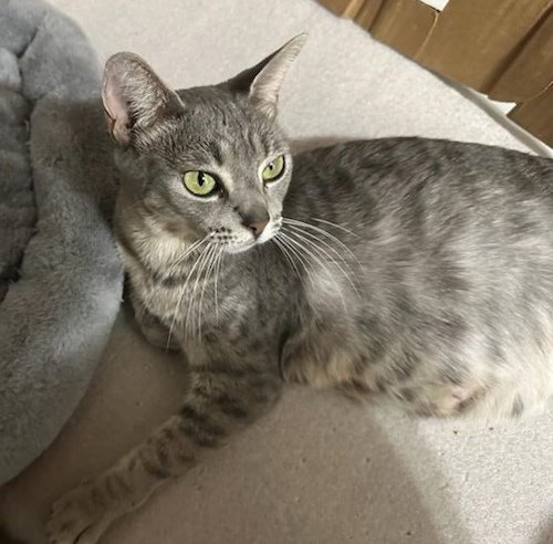 MOLLY GRACE - PETSMARTPLANTATIONFOSTERHOME - Domestic Short Hair available for adoption