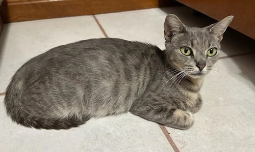 MOLLY GRACE - PETSMARTPLANTATIONFOSTERHOME - Domestic Short Hair available for adoption