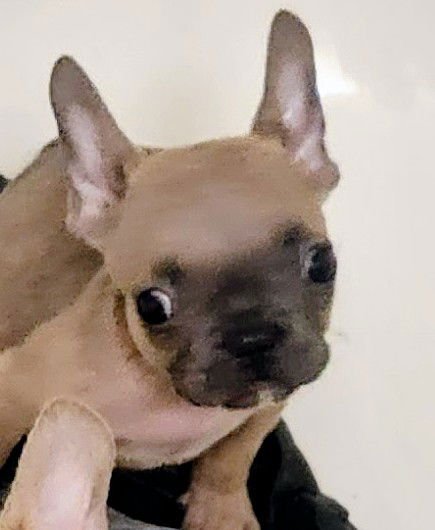 PIERRE - French Bulldog available for adoption