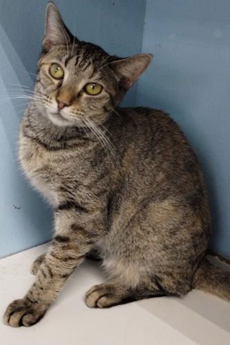 TROUBLE - Domestic Short Hair available for adoption