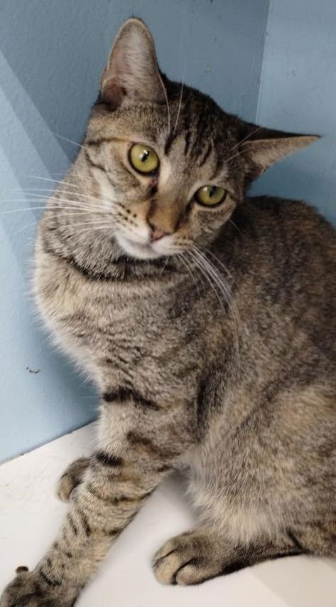 TROUBLE - Domestic Short Hair available for adoption