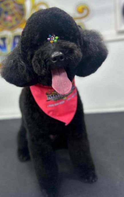 LINDA - Poodle (Miniature) available for adoption