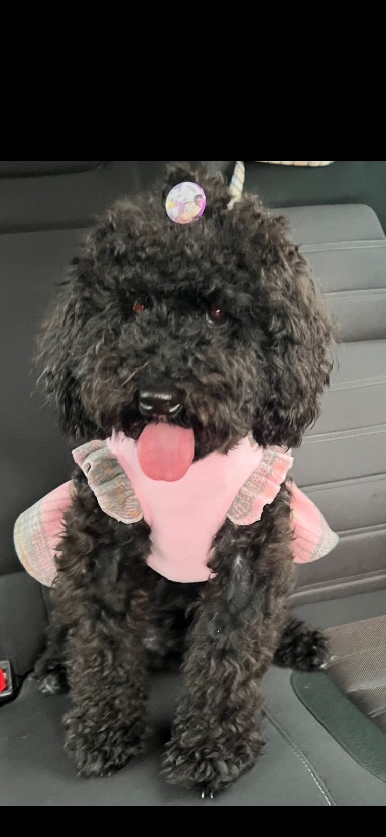 LINDA - Poodle (Miniature) available for adoption