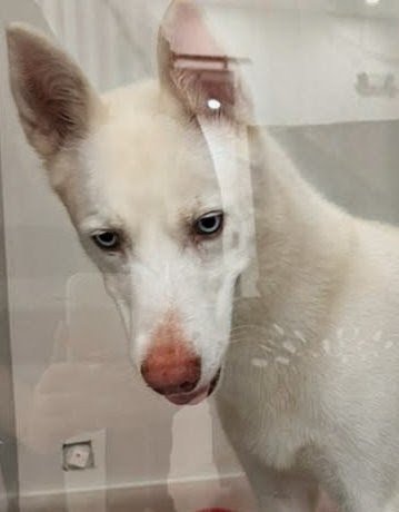 LUA - Husky / Shepherd available for adoption