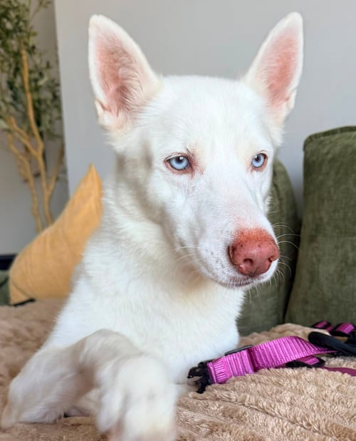 LUA - Husky / Shepherd available for adoption