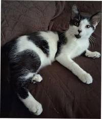 Prince - PSP Foster Home - Photo 1