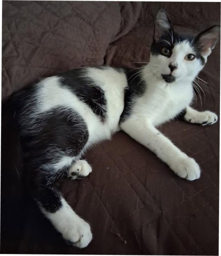PRINCE - PSP FOSTER HOME - Domestic Short Hair available for adoption