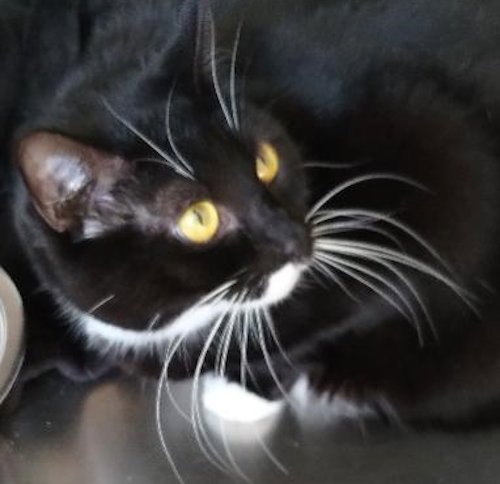 GENNY - CENTER - Domestic Short Hair available for adoption