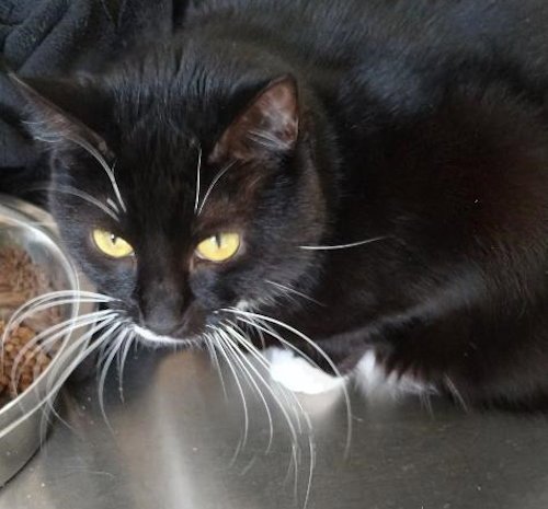 GENNY - CENTER - Domestic Short Hair available for adoption