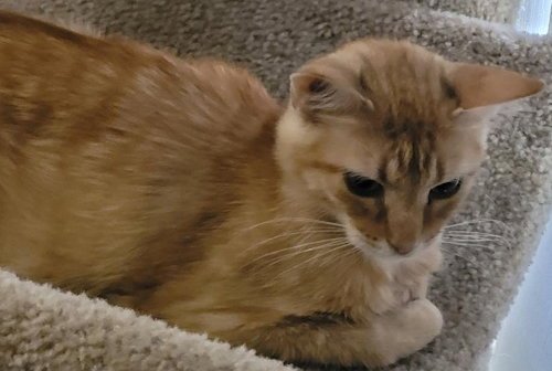 BRAXTON - PSP - Domestic Short Hair available for adoption