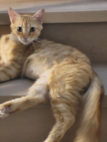 BRAXTON - PSP - Domestic Short Hair available for adoption