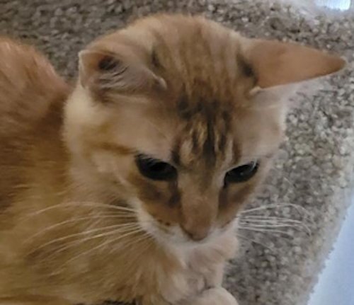 BRAXTON - PSP - Domestic Short Hair available for adoption