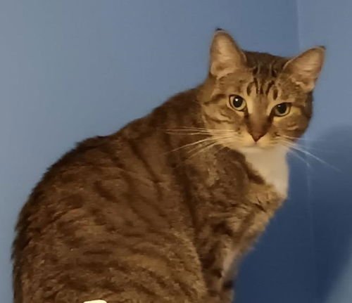 GRACE SLICK - PETSMART PLANTATION - Domestic Short Hair available for adoption