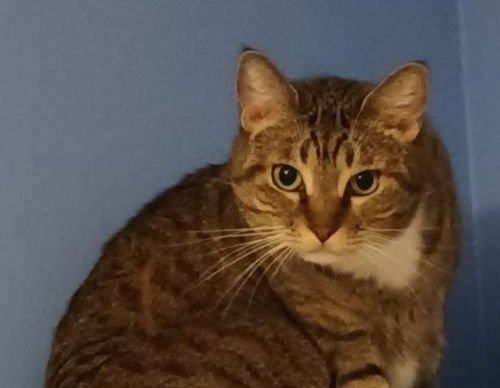 GRACE SLICK - PETSMART PLANTATION - Domestic Short Hair available for adoption