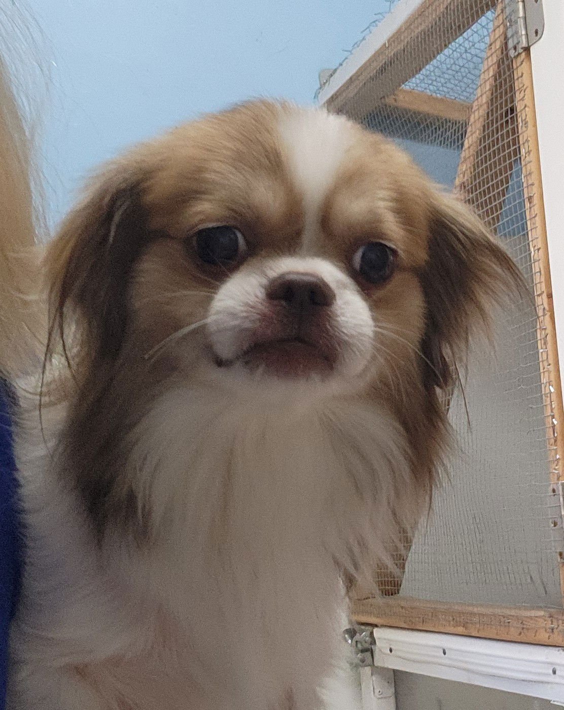 ROCKY - Japanese Chin / Tibetan Spaniel available for adoption