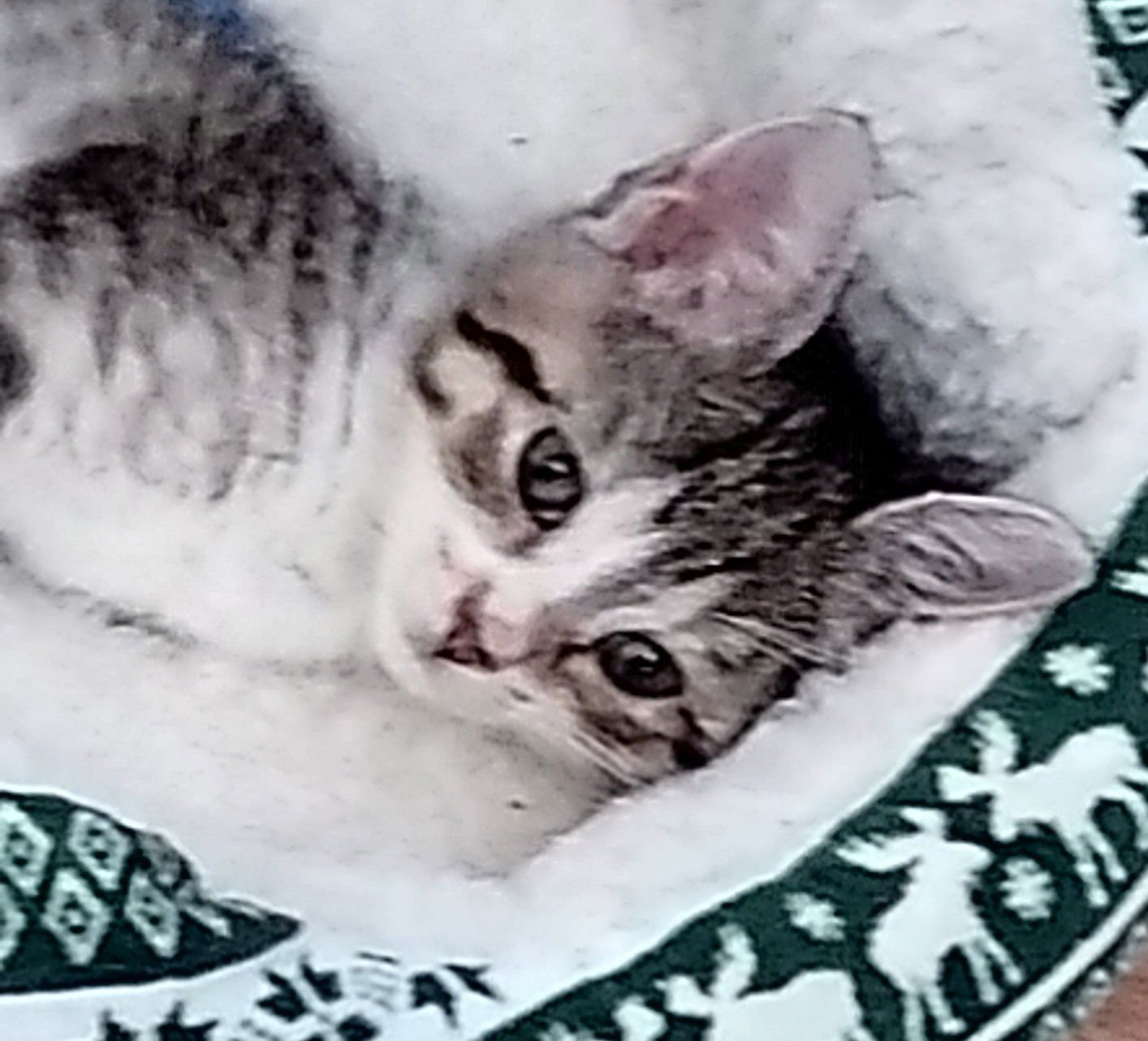 REBA - Bengal / American Shorthair available for adoption