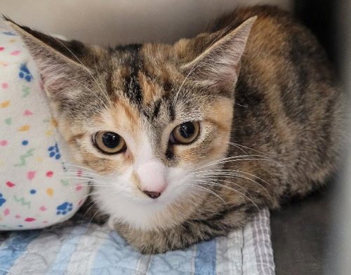 GINGER - PSP - Domestic Short Hair available for adoption