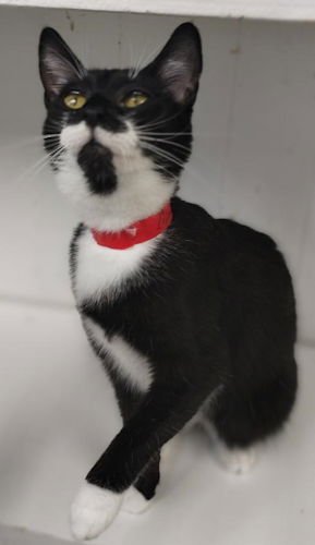 MINNEY PSD - Domestic Short Hair available for adoption