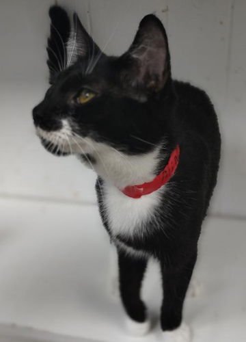 MINNEY PSD - Domestic Short Hair available for adoption