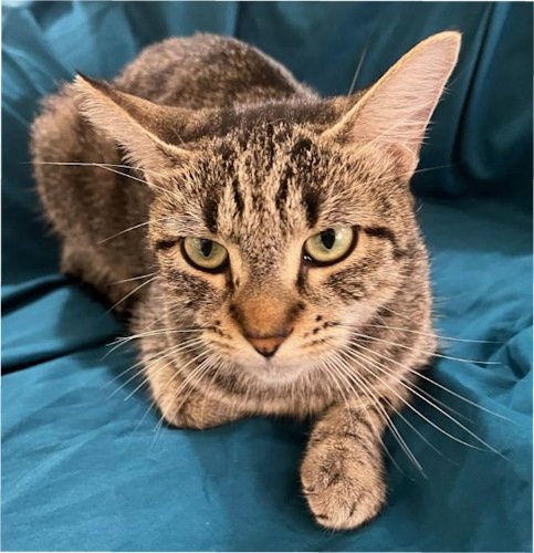 BABY - PETSMART PLANTATION FOSTER HOME - Domestic Short Hair available for adoption