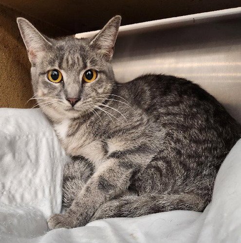 SOFTEE - PETSMART PLANTATION - FOSTER HOME - Domestic Short Hair available for adoption