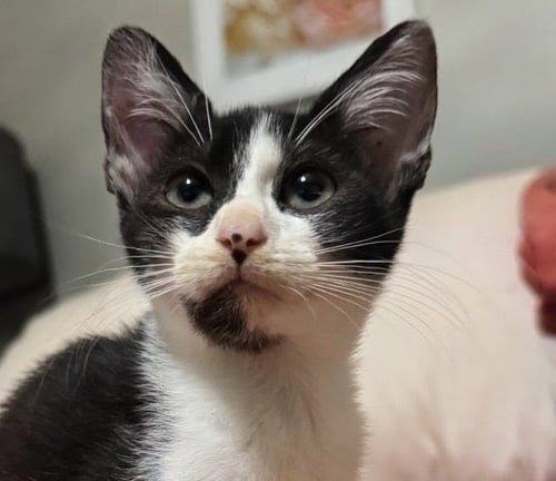 VIOLET - Domestic Short Hair available for adoption