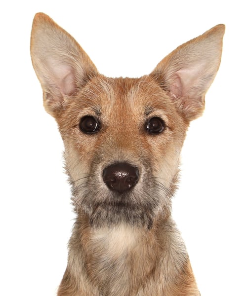 KIWI - Shepherd / Terrier available for adoption