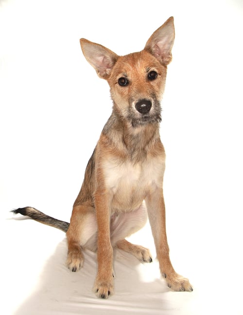 KIWI - Shepherd / Terrier available for adoption