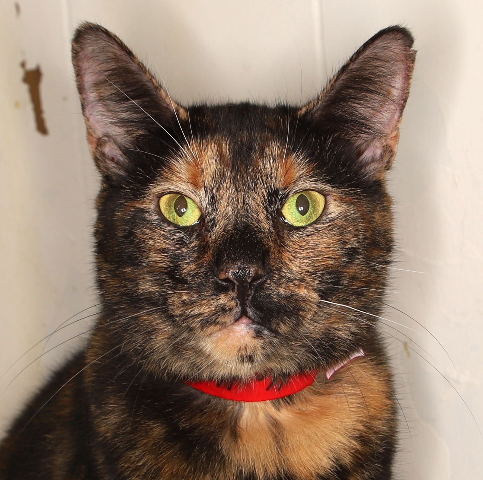 KELLY CENTER - Tortoiseshell available for adoption