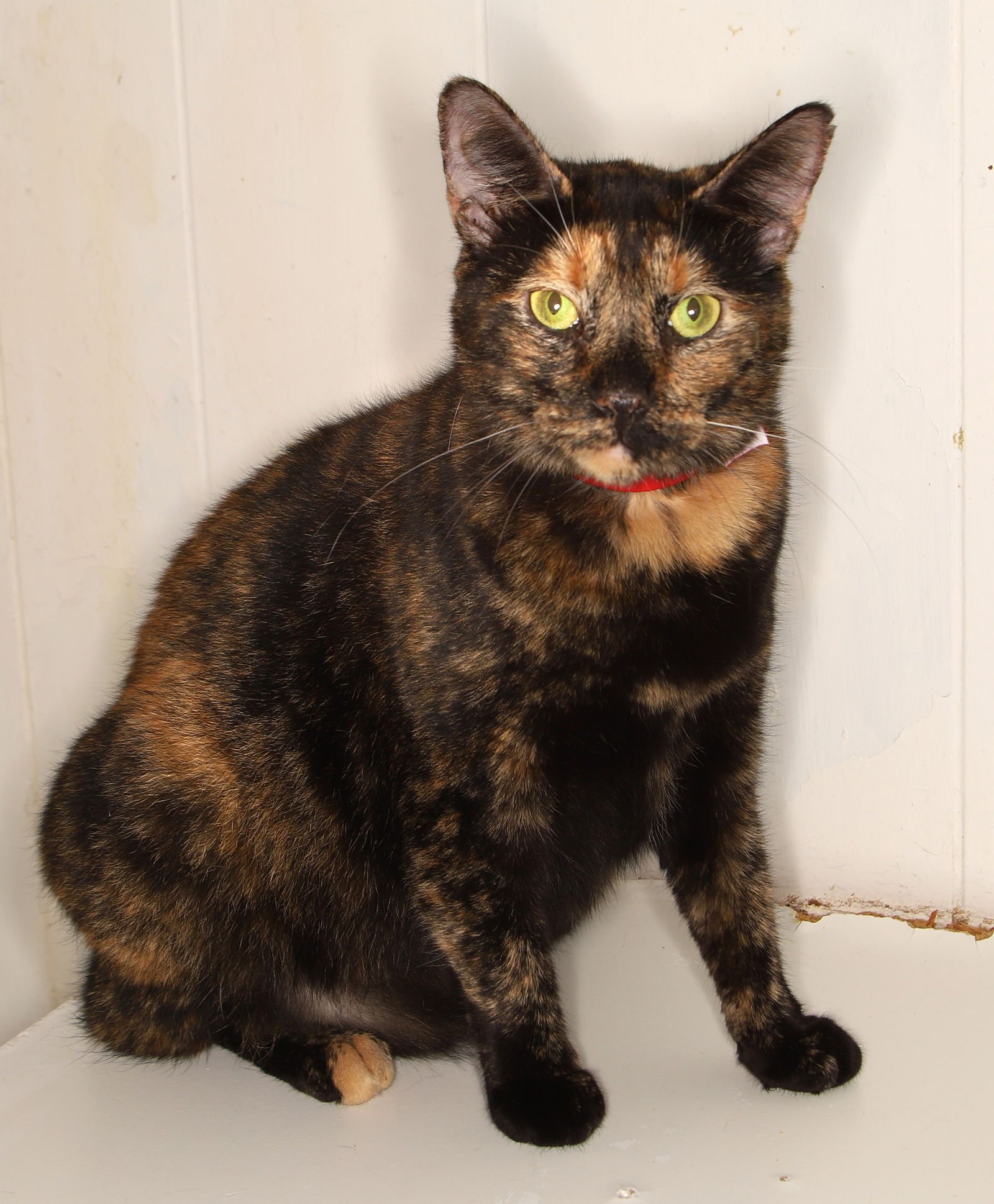 KELLY CENTER - Tortoiseshell available for adoption