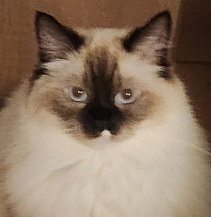GEORGIA CENTER FOSTER - Ragdoll available for adoption