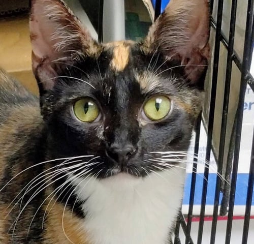 CLEMENTINE - PSP FOSTER HOME - Calico available for adoption